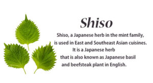 Shiso Description