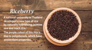 Riceberry Description